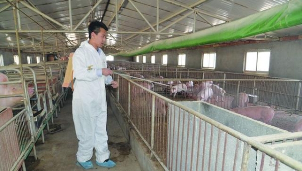 養(yǎng)豬如何應(yīng)對高溫天氣？