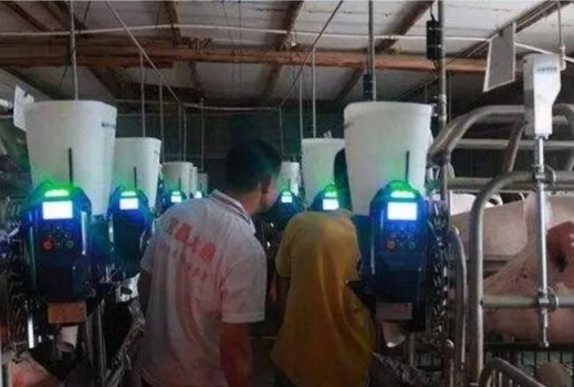 如何養(yǎng)豬更高效呢?