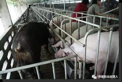 必修課 | 四張表格告訴你發(fā)情母豬最佳配種時間如何確定？