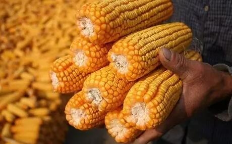 玉米價格大漲 飼料企業急尋東北糧