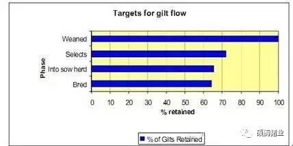 后備母豬舍的管理是在豬場中獲得良好開端的關(guān)鍵因素