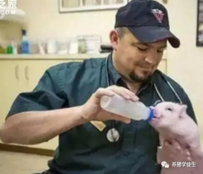 丹麥分娩舍管理（4）