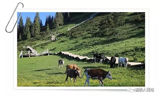 為何2017我們要做反芻領域的營養師研修班？