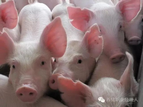 必修課 | 不要讓不良習(xí)慣“吃掉”豬場的利潤