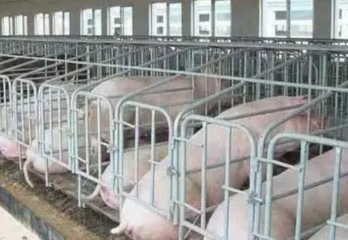 豬場如何避免讓人頭痛的季節性不孕？