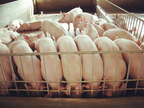 豬場浪費觸目驚心，從豬嘴漏掉的飼料比例竟高達30%？