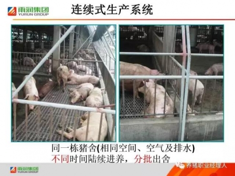 必修課 | 批次生產在豬場實際應用情況（南通豬場示例）