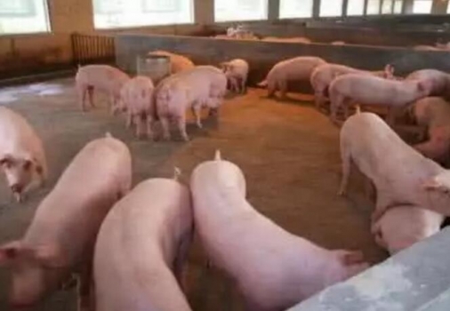 夏季豬場飼養管理應該注意的事項！