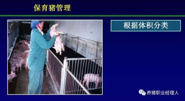 必修課 | 保育舍的管理（多圖）