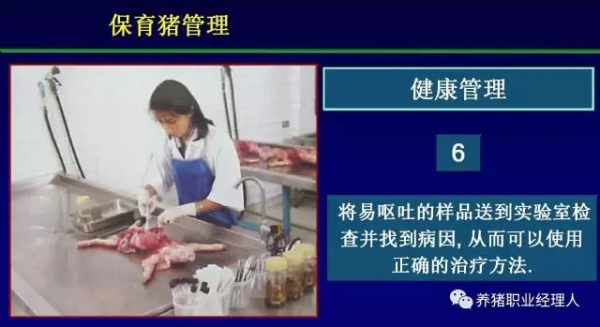 必修課 | 規模豬場夏季保育舍的管理（抗應激篇）