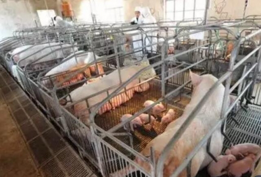 如何做好產房母豬的飼養管理?