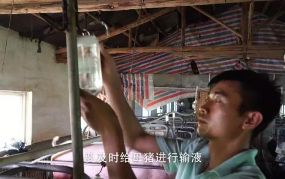 輸冷液，讓母豬瞬間降溫緩解熱應激