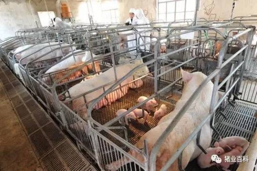 豬場(chǎng)PSY、MSY，哪個(gè)更能揭秘豬場(chǎng)效益？