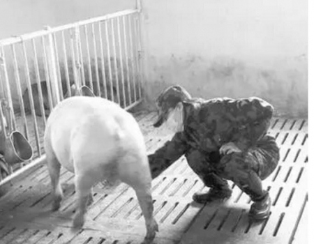 如何觀察豬群是否健康