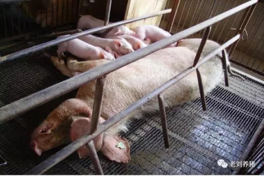 文摘——豬場不該多花的七筆錢