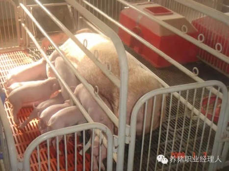 必修課 | 豬場幾種生物安全措施的細節（2）