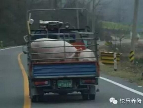 6種母豬必須趕緊淘汰，不然你損失可就大了