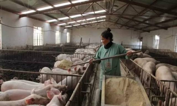 豬場養豬的三種模式