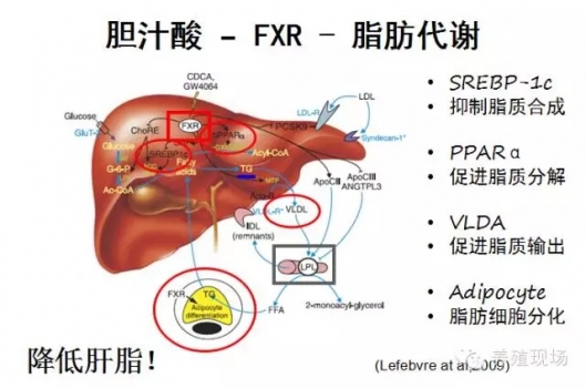蛋雞脂肪肝之脂肪營養代謝