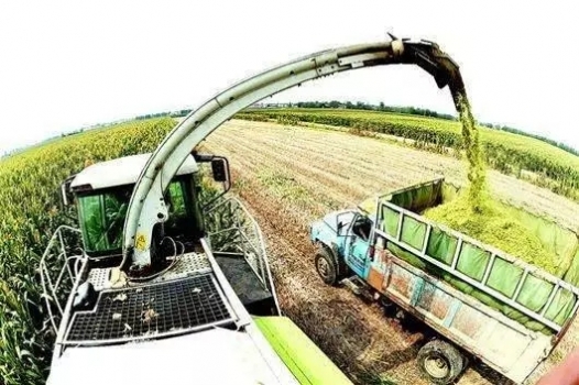 幾種常用青綠飼料的選擇，養豬人一定要知道