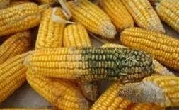 選擇霉菌毒素處理產品，你可知“三七律”？