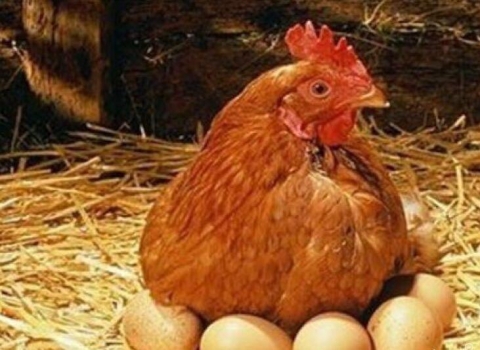 蛋雞營養如何影響蛋殼質量