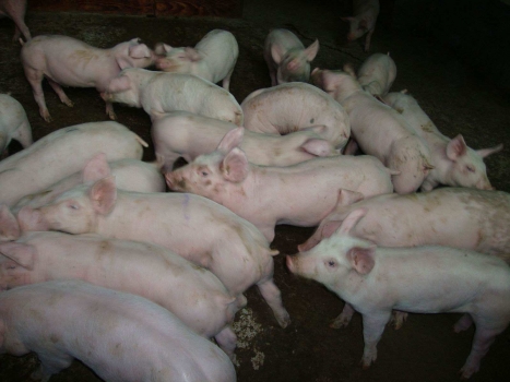 產房仔豬腹瀉怎么防控？關鍵還是得從母豬下手！