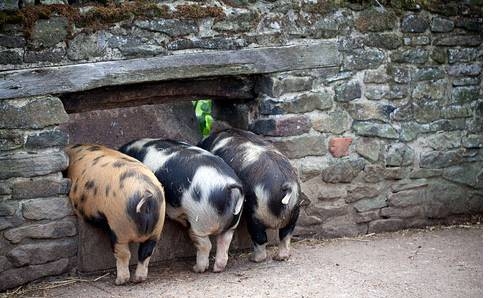 怎么控制自配生豬飼料搭配量？