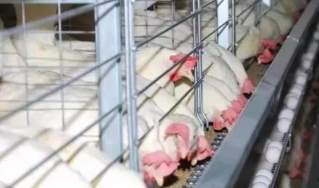 蛋雞養(yǎng)殖的營養(yǎng)供給思維