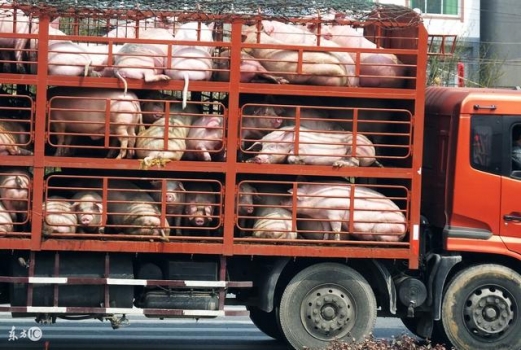 12月29日全國豬價格：南強北弱，“越南豬”開始沖擊市場！