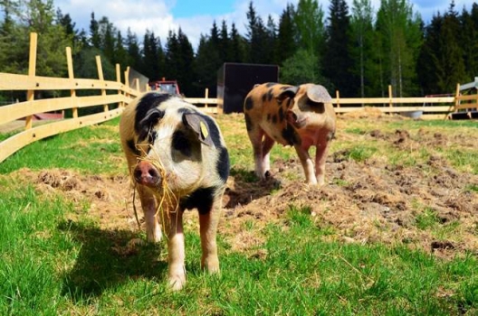 農(nóng)業(yè)部公布畜禽糞污土地承載力測(cè)算方法