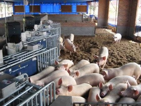 中小型豬場批次管理規劃10步法解析