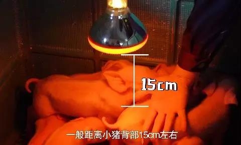冷空氣來襲，仔豬保溫就要這么做