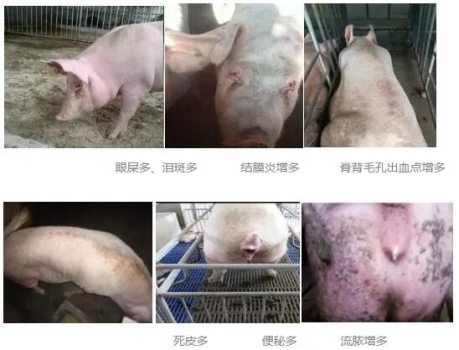 全國大多數豬場母豬都存在的問題，你注意到了嗎？