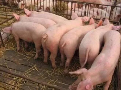 拖欠飼料款有可能被判刑，養殖戶和廠家應該重新審視賒銷營銷