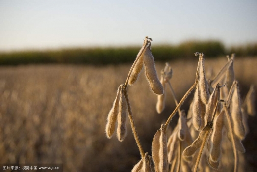 飼料的起源與發展以及現狀和未來