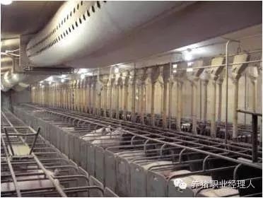 必修課 | 從財(cái)務(wù)角度看豬場成本控制如何做到最優(yōu)