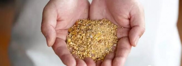 豬場的生存之道：飼料價值決定養殖成本