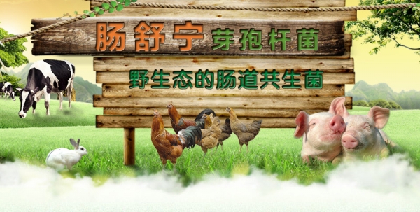 混合型飼料添加劑復合微生物 ———  “腸舒寧”