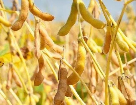 別拿中美貿易摩擦來乘機漲價，大豆替代有N種辦法