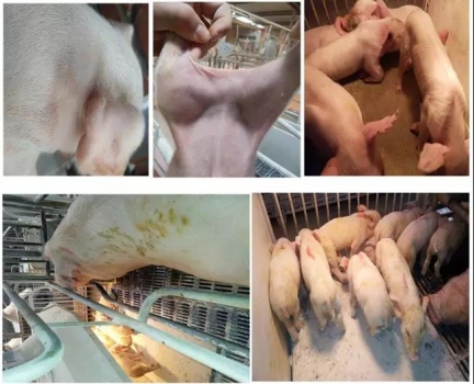 豬場(chǎng)發(fā)現(xiàn)丨某5000頭母豬場(chǎng)補(bǔ)鐵劑和抗生素混合使用，結(jié)果……