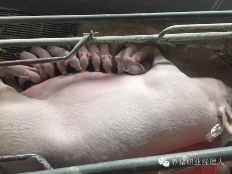 現(xiàn)場(chǎng)如何挑選后備種豬?