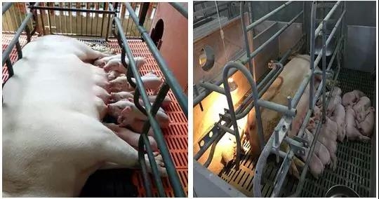 選擇大于努力，細(xì)節(jié)決定收益——豬場(chǎng)如何實(shí)現(xiàn)降本增效？