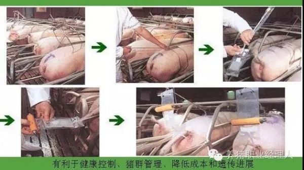 周批生產(chǎn)豬場(chǎng)繁殖區(qū)域基本工作流程及重點(diǎn)