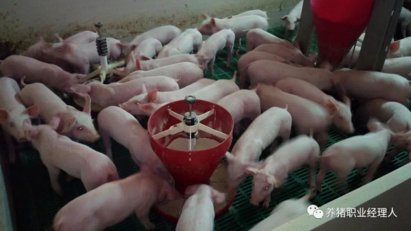 技術(shù)控｜豬場(chǎng)超全面的保育管理制度（１）