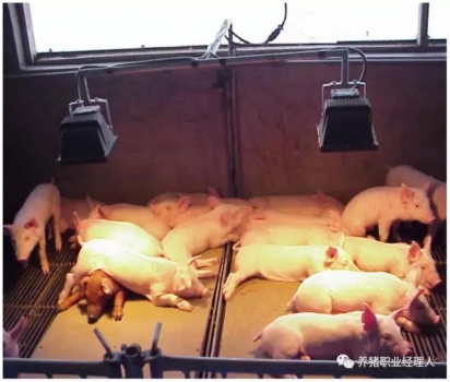 技術(shù)控 | 豬場(chǎng)超全面的保育管理制度（2）