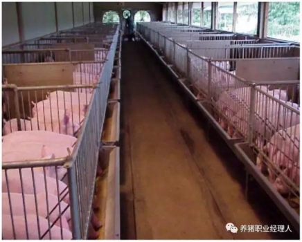 技術(shù)控 | 豬場(chǎng)超全面的保育舍管理制度（3）