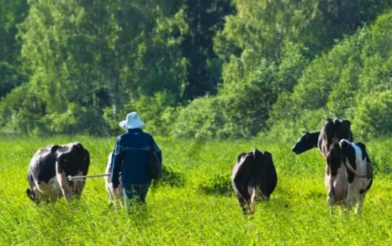2018年山東省飼料獸藥管理工作要點：飼料規范普及與精準營養行動、飼料、獸藥生產...