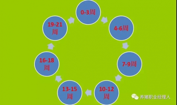 批次生產(chǎn)|中小型家庭農(nóng)場(chǎng)更適合采用三周批次生產(chǎn)