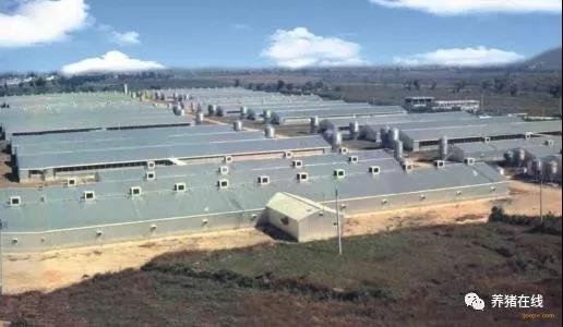 規(guī)模化豬場(chǎng)保育舍的操作規(guī)程